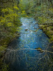 beautiful natural river stream in forest at spring