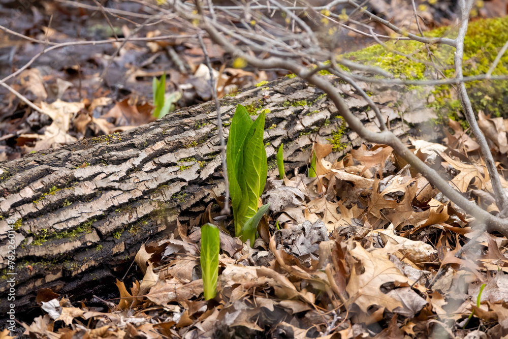 Sticker Skunk cabbage (Symplocarpus foetidus)
is one of the first American native  plants to grow and bloom in early spring