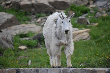 Wildlife, Forests, Mountains, and Landscapes in the northern USA