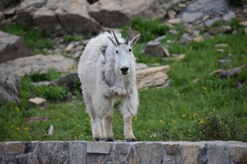 Wildlife, Forests, Mountains, and Landscapes in the northern USA