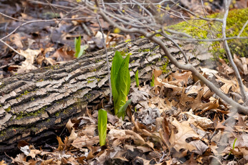 Skunk cabbage (Symplocarpus foetidus)
is one of the first American native  plants to grow and bloom...