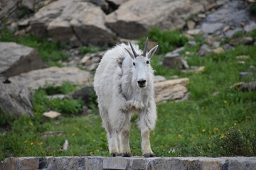 Wildlife, Forests, Mountains, and Landscapes in the northern USA