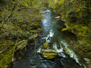 beautiful natural river stream in forest at spring
