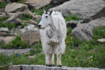 Wildlife, Forests, Mountains, and Landscapes in the northern USA