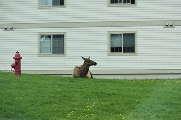 Wildlife, Forests, Mountains, and Landscapes in the northern USA
