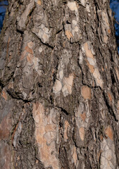 trees without foliage in the winter season