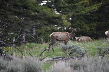 Wildlife, Forests, Mountains, and Landscapes in the northern USA