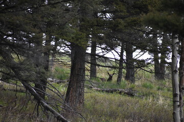 Wildlife, Forests, Mountains, and Landscapes in the northern USA