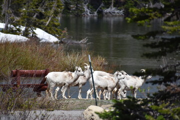 Wildlife, Forests, Mountains, and Landscapes in the northern USA