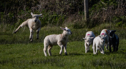 Sheep and their lambs in their fields , Anglesey