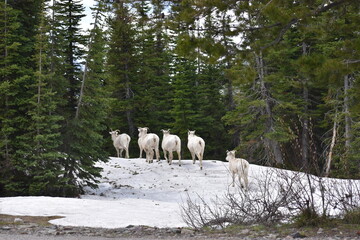 Wildlife, Forests, Mountains, and Landscapes in the northern USA