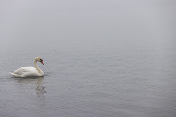 Fototapeta premium white swans swimming on the lake in foggy weather