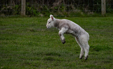 Obraz premium Sheep and their lambs in their fields , Anglesey