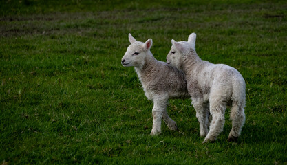 Obraz premium Sheep and their lambs in their fields , Anglesey