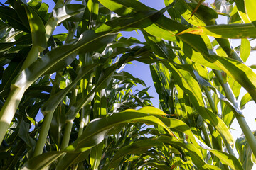Fototapeta premium green corn during flowering in summer