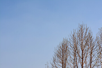 Clear sky and tall trees nature in the forest travel