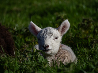 Sheep and their lambs in their fields , Anglesey