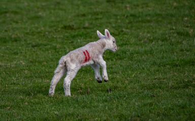Obraz premium Sheep and their lambs in their fields , Anglesey