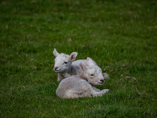 Naklejka na ściany i meble Sheep and their lambs in green fields 