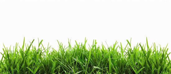 Grass border isolated on white background 