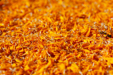 Orange dried flowers background. Beautiful Floral pattern photo.