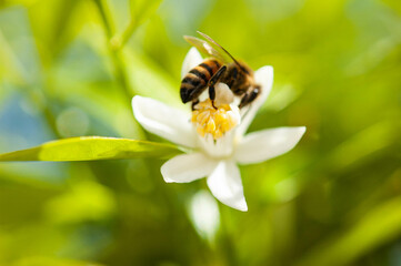Blurred honey bee collecting pollen background