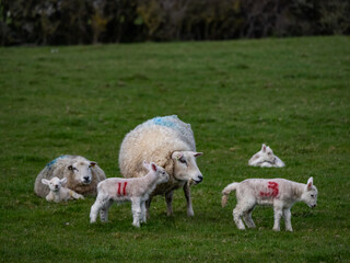 Obraz premium Sheep and their lambs in their fields , Anglesey