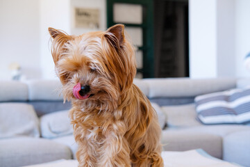 Purebred Dog Yorkshire Terrier Alone At Home Background. Leaving Your Dog Home Alone
