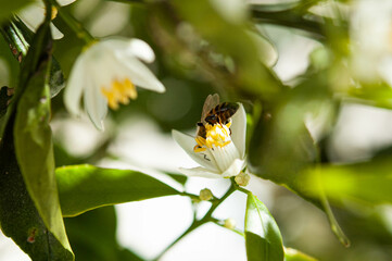 Honey bee inside white blossom flower