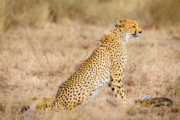 Cheetah