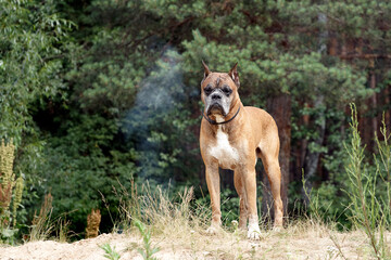 english mastiff portrait isolated outdoor in the green field - obrazy, fototapety, plakaty