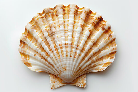 Raw scallop with ice on white background top view