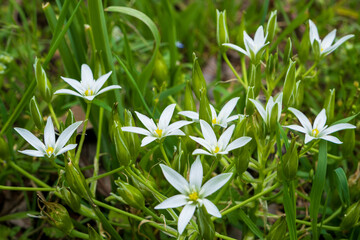 white spring flowers