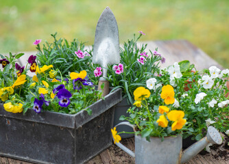 pretty and colorful spring flowers of carnation and violas in a decorative metal flowerpots in garden - 782264103