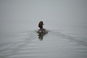 An isolated duck swimming in the waters of Cowichan Bay on Vancouver Island in British Columbia, Canada