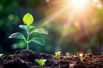 radiant sunbeams nurturing lush green seedling symbolizing growth and new beginnings digital illustration - obrazy, fototapety, plakaty
