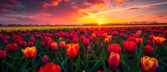 Behangcirkel A stunning sunset painting the sky above a field of rainbow-colored tulips in bloom. © Szalai