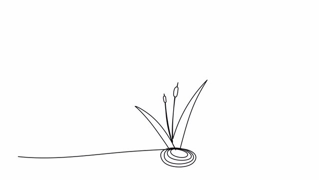 Reed or marsh hornwort, one line drawing animation. Video clip with alpha channel.