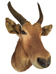 Antelope embalmed head isolated photo