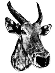 Antelope embalmed head isolated graphic