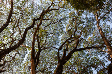 Green tropical trees against a blue sky. A vibrant canopy creates a tranquil and scenic landscape.