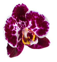 Orchid Flower Isolated On White Background