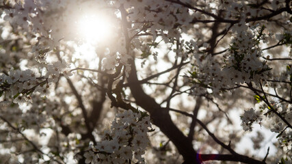 spring blooming, flowers on trees, natural beauty, background and place for text