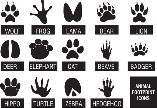 Animals footprint icons with names. Animal paw prints like Cat, lion, tiger, bear, dog, cow, pig, chicken, elephant.