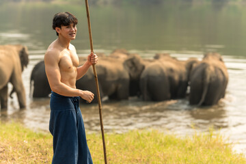 Handsome shirtless young Thai mahout holding spear weapon controlling Asian elephants in animal...