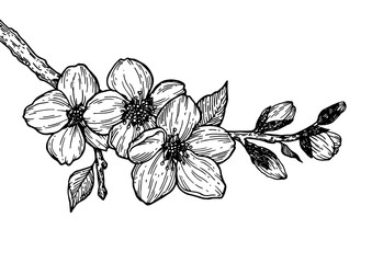 Cherry blossom branch engraving PNG illustration. Scratch board style imitation. Black and white hand drawn image.