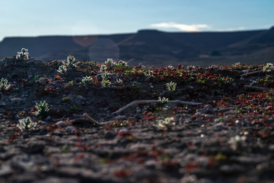 Vegetaci&oacute;n patag&oacute;nica en la meseta