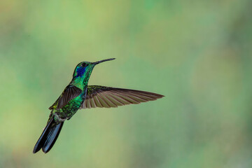 Beautiful green violetear hummingbird in flight against a blurred green background.  (Sparkling Violetear)