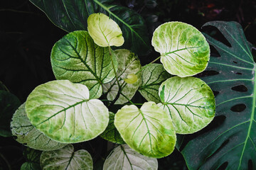 Fresh green leaves of Polyscias Balfouriana or Variegalated Balfour Aralia (Polyscias Balfouriana)...
