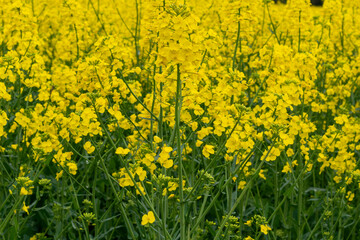 Obraz premium Ripe rapeseed field, background with yellow rapeseed blossoms, rapeseed flower for oil
